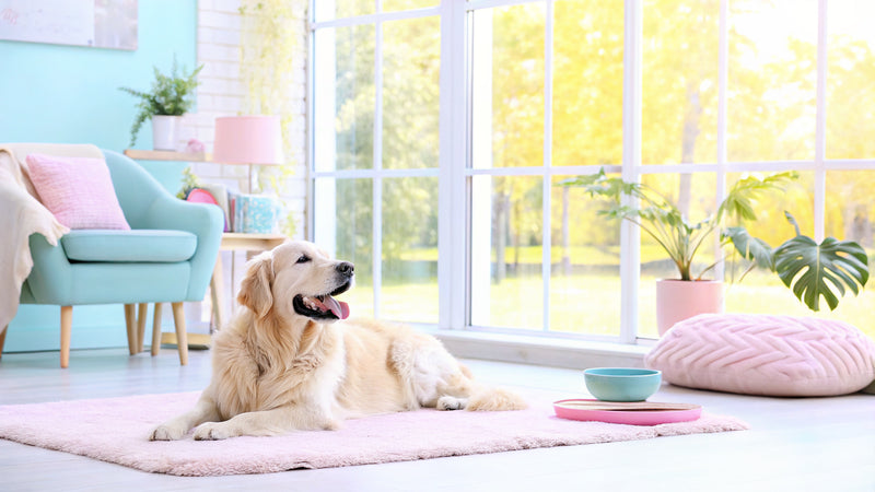 10 Effective Anal Glands Treats for Your Dog's Health