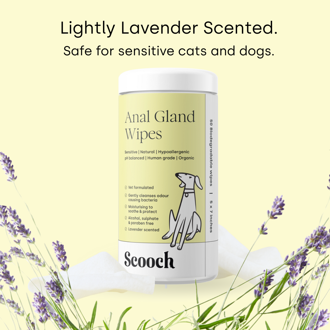 Anal Gland wipes