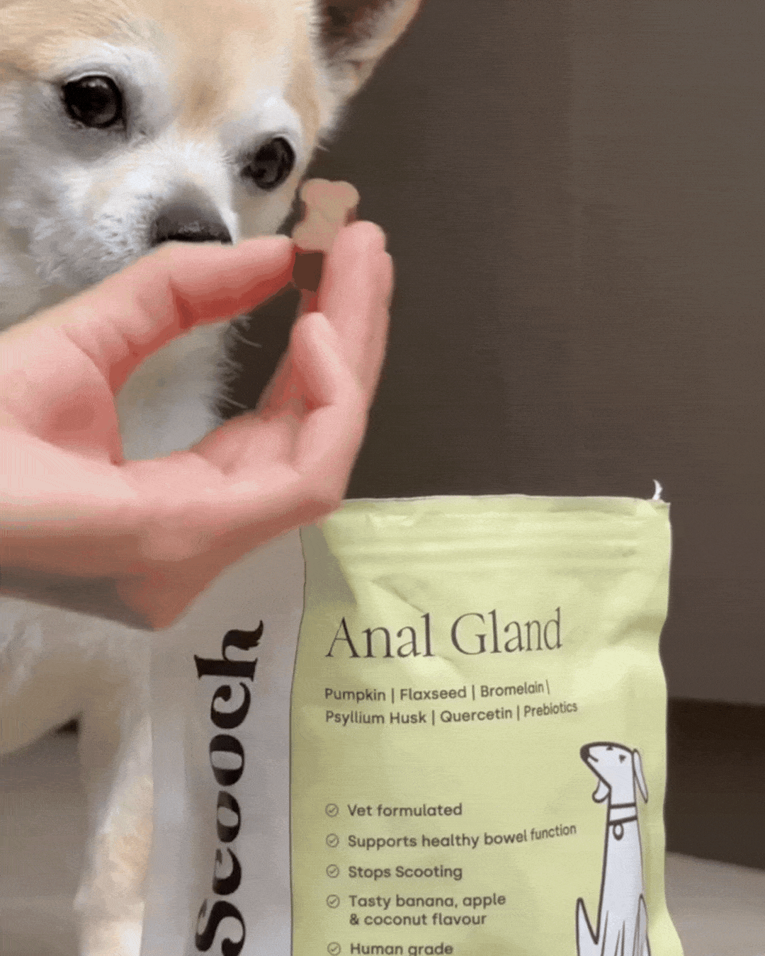 Working cocker with the Scooch Anal Gland pouch