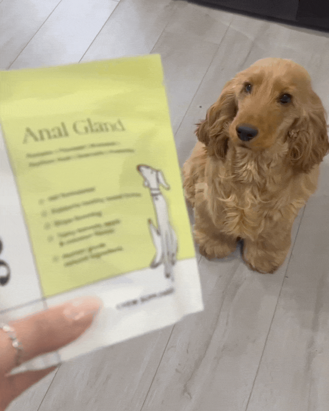 Cavapoo sitting beside the Scooch Anal Gland pouch