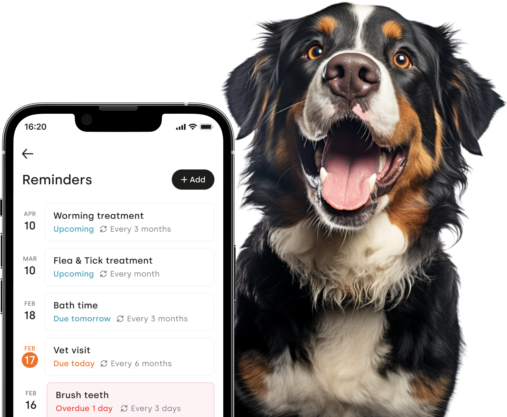 Anal Gland anal-gland