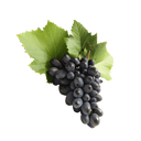 Grape seed extract