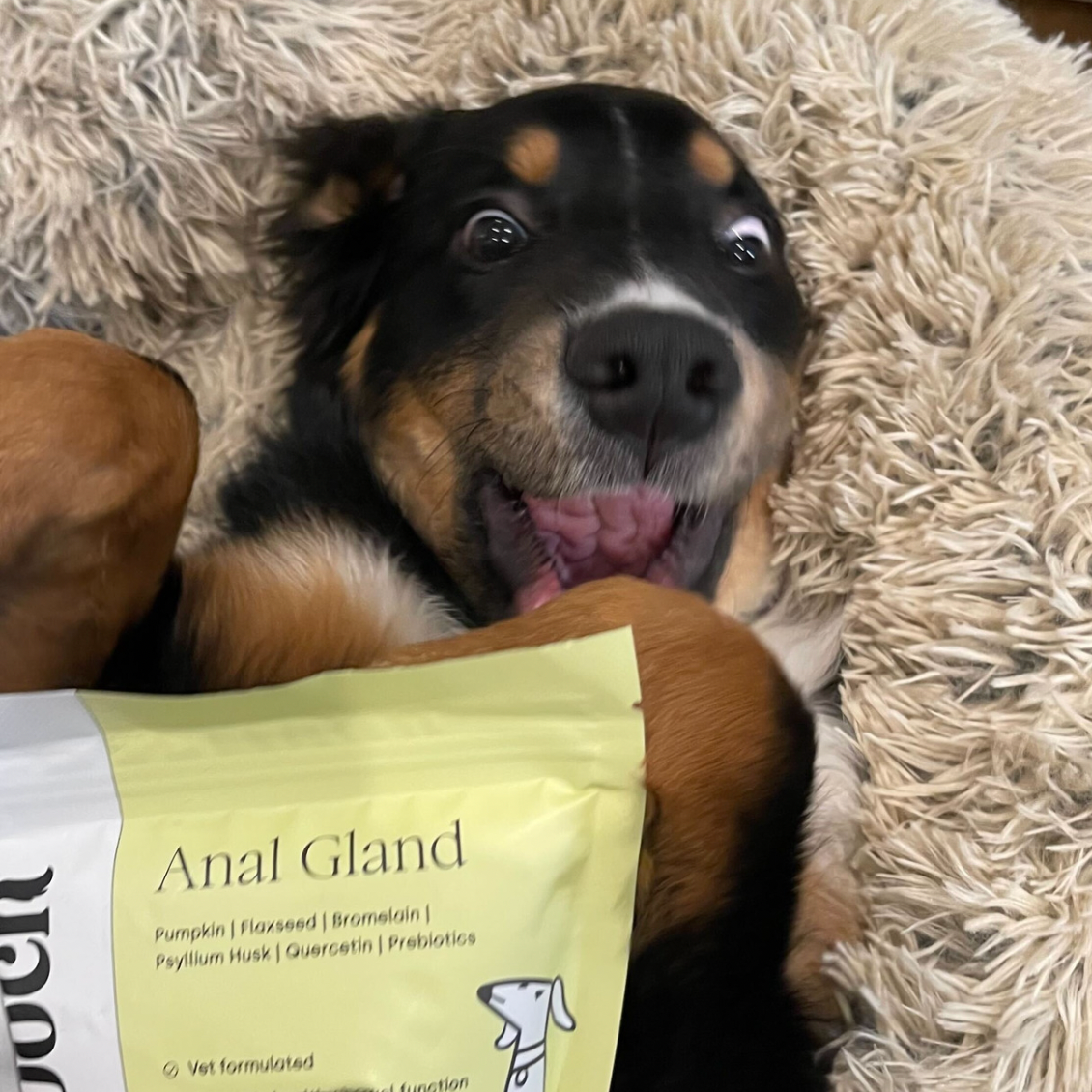 Anal Gland