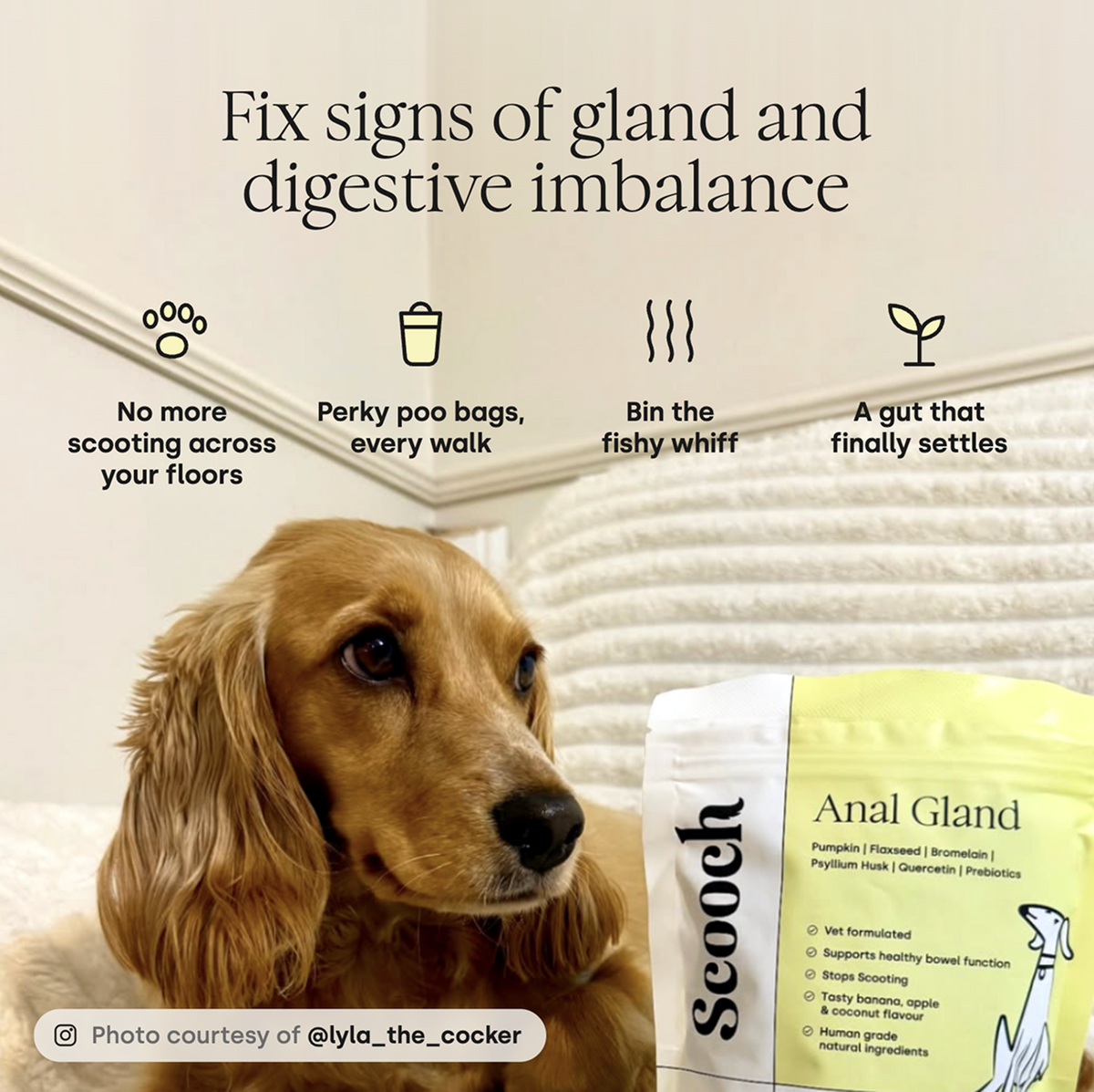 Anal Gland