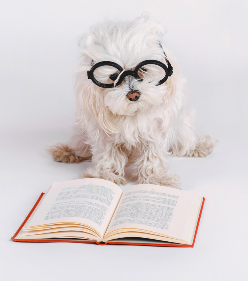 white fluffy dog reading a book with glasses on