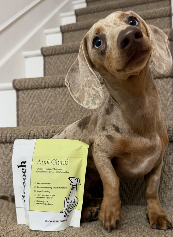 Now he's 9 months and we've been using @scoochpet anal gland supplements for the last 3 months — and wow. Only TWO expressions in all that time, and the stink has officially left the building 🙌