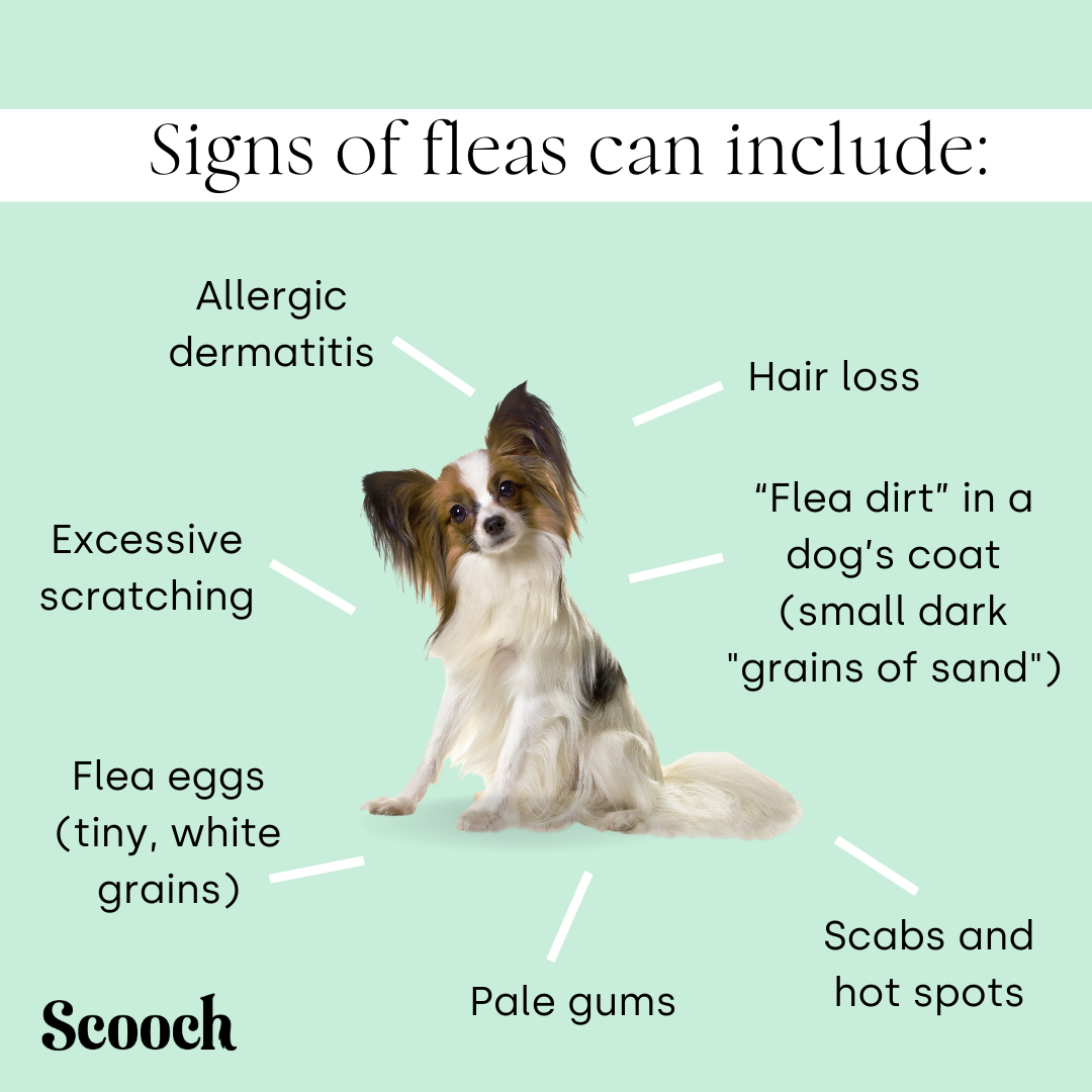 Flea tick and wormer sales all in one for dogs