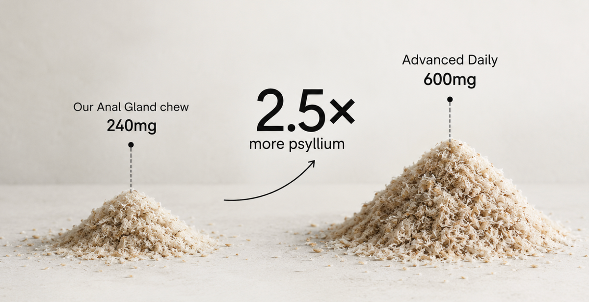 Two piles of psyllium husk compared: our Anal Gland chew at 240mg beside Advanced Daily at 600mg — 2.5× more psyllium