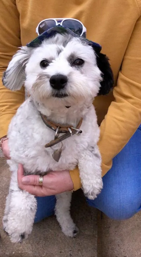 A happy Scooch pup