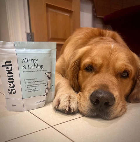 Reviewer’s dog