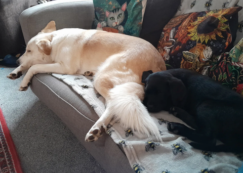 Reviewer’s dog