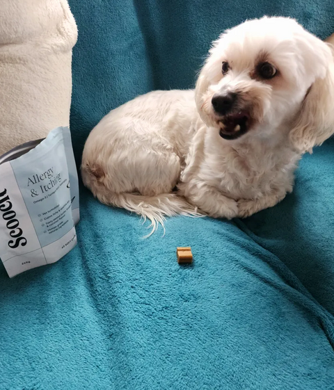 Reviewer’s dog