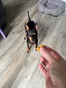 A happy Scooch pup