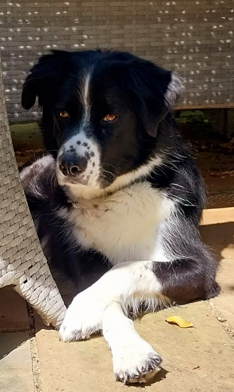 Reviewer’s dog