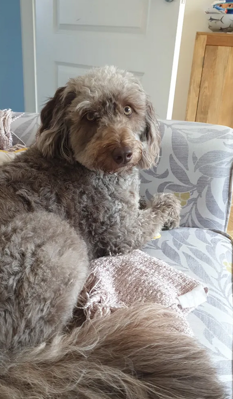 Reviewer’s dog