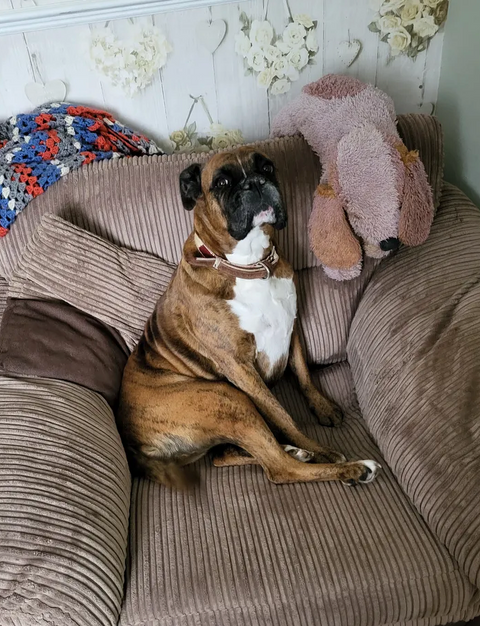 Reviewer’s dog