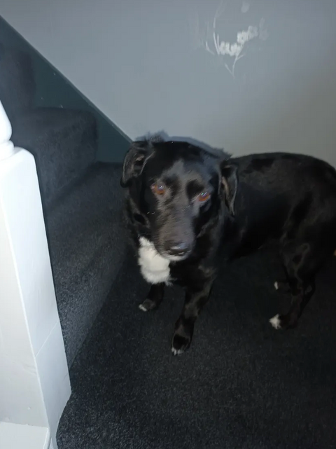 Reviewer’s dog