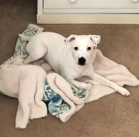 A happy Scooch pup