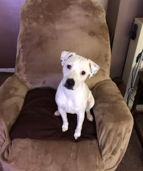 Reviewer’s dog
