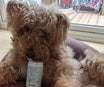 Sharim A.