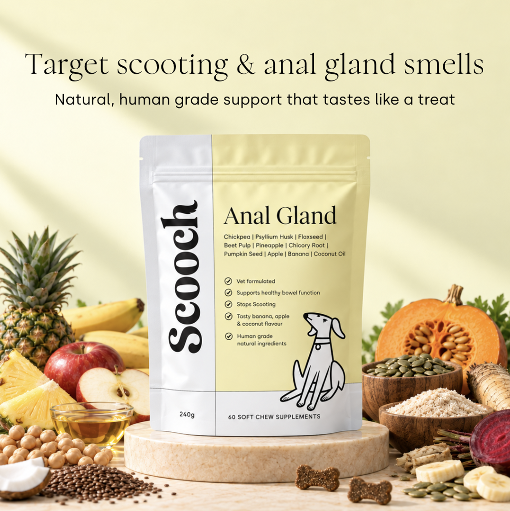 Anal Gland