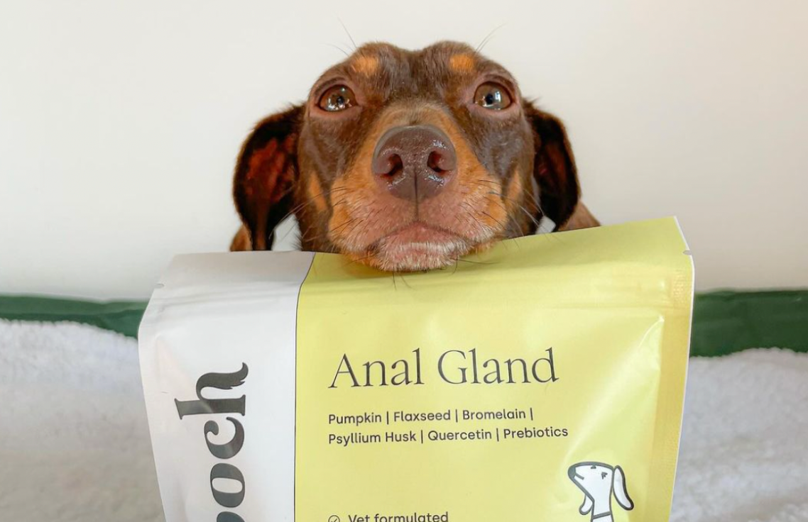 Dog with anal gland pack