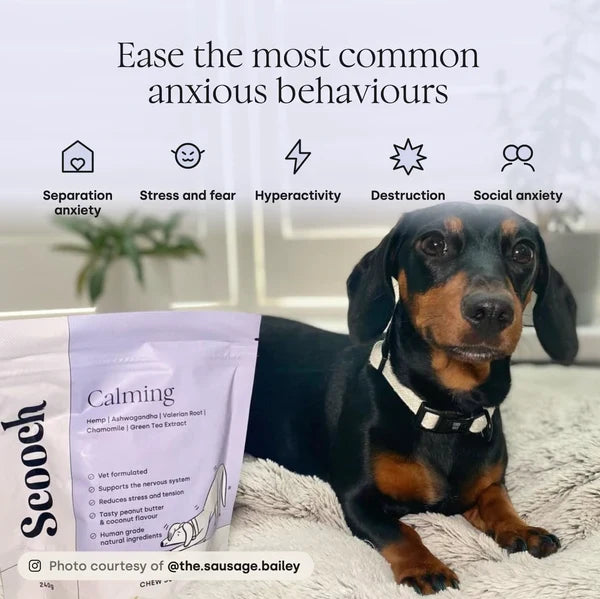 Benefits of Calming Supplements for Dogs