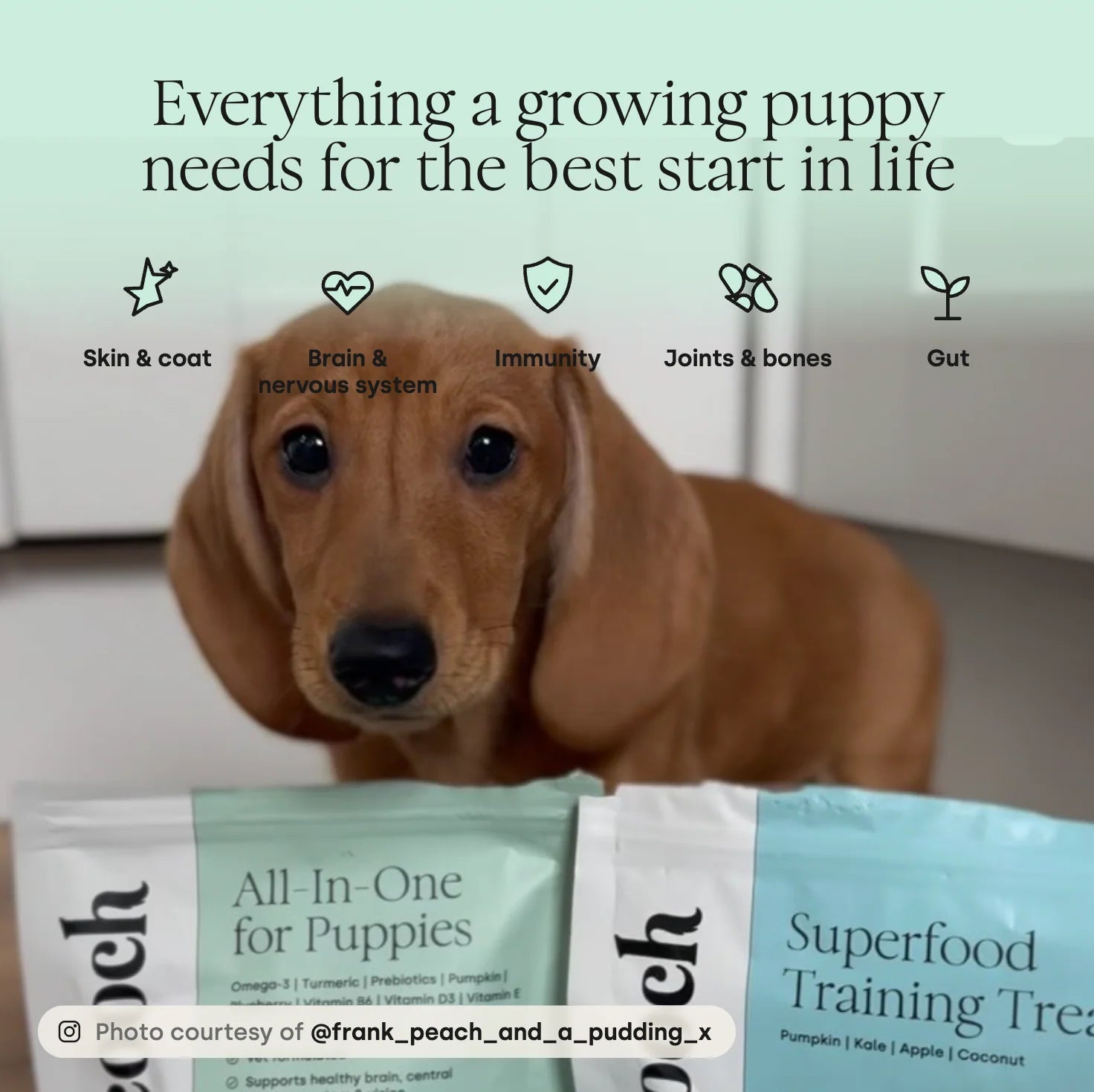 Benefits of Scooch Puppy All-In-One Vitamin D Supplement