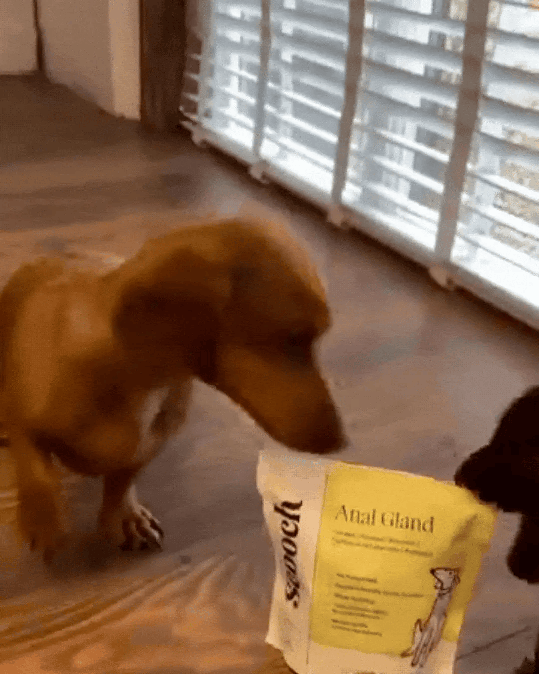 Dogs tasting Scooch supplements for the first time