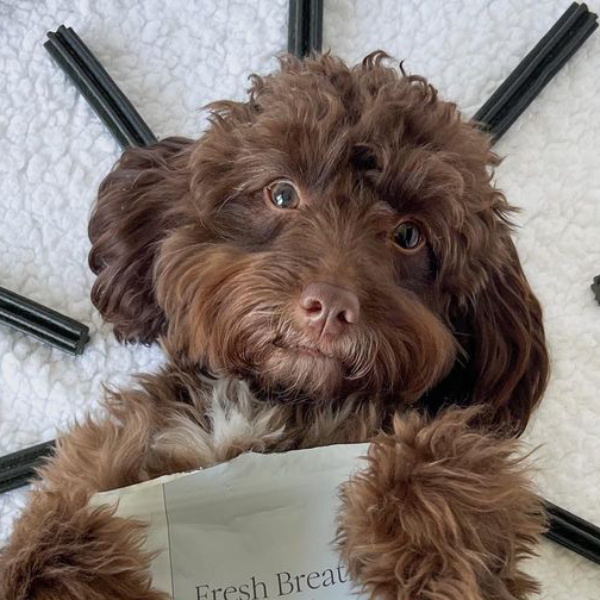 Loved by dogs