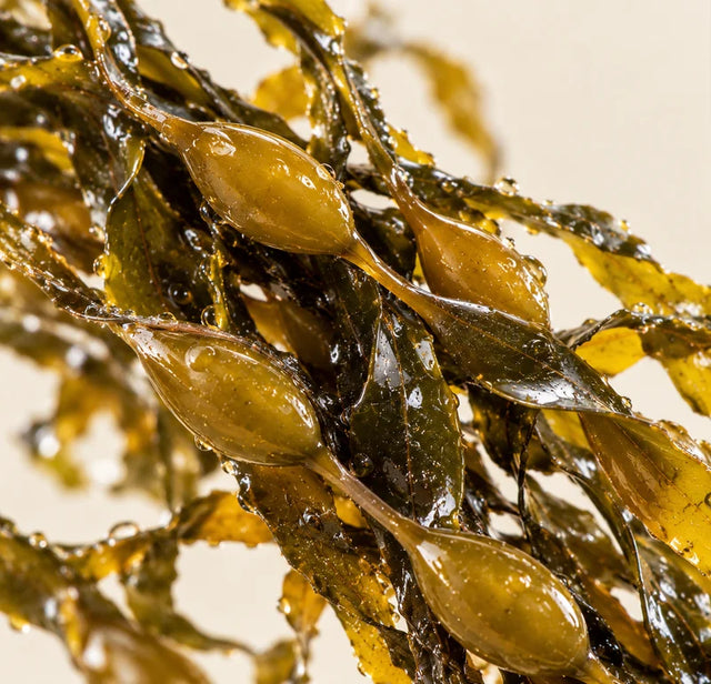 Seaweed & superfoods