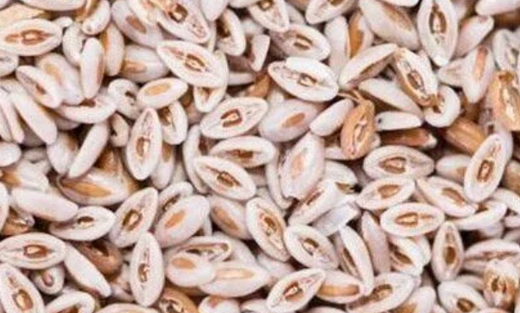 Psyllium husk