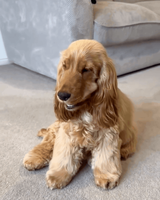 Barney, a Scooch customer, in a short clip