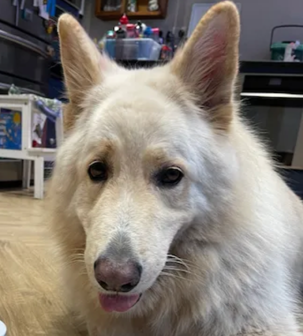 Dog