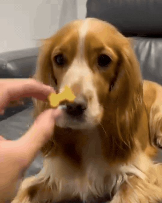 Mabel, a Scooch customer, in a short clip
