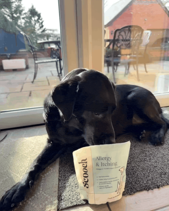 Posy, a Scooch customer, in a short clip
