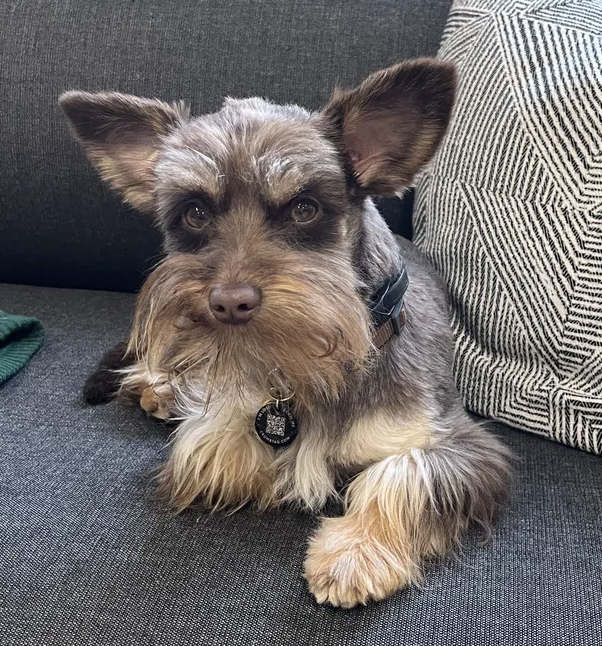 Dog