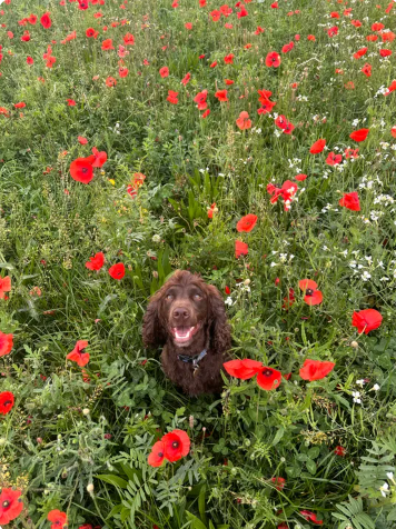 Reviewer’s dog