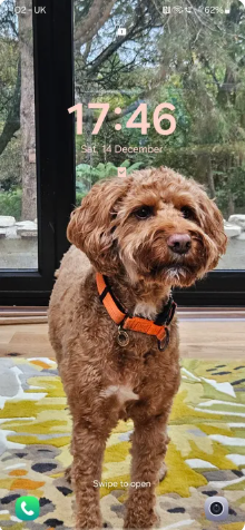 A happy Scooch pup