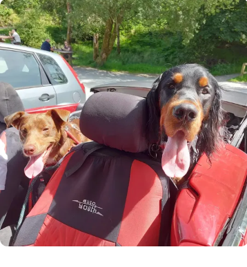 Reviewer’s dog