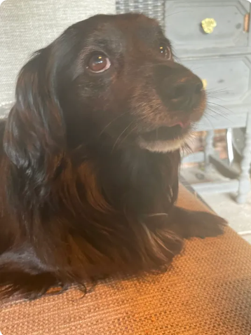 Reviewer’s dog