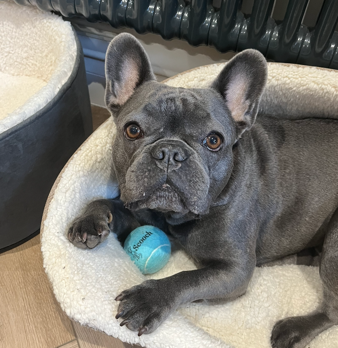 Dog