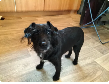 Reviewer’s dog