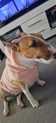 Reviewer’s dog