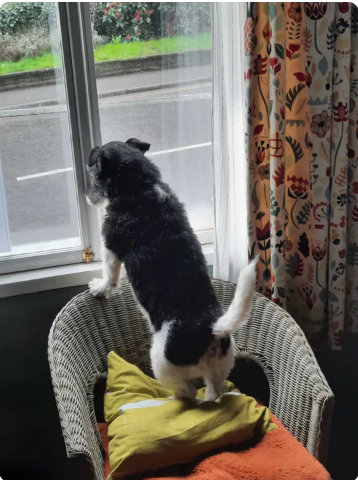 Reviewer’s dog