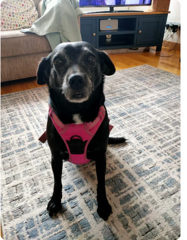 Reviewer’s dog