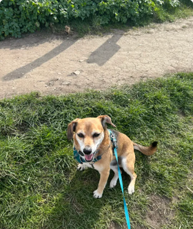 A happy Scooch pup