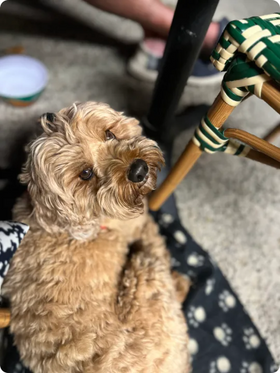 A happy Scooch pup