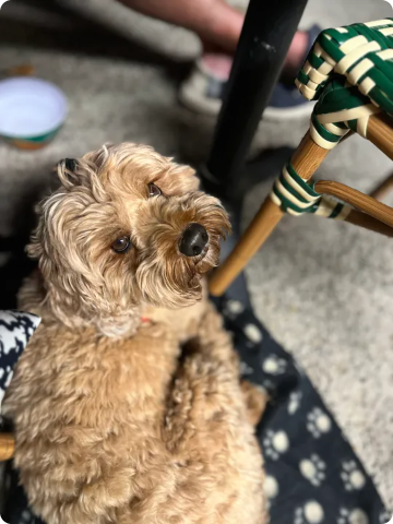 Reviewer’s dog