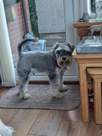 Reviewer’s dog